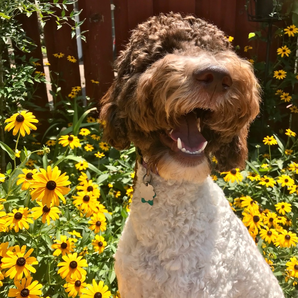 Meet your Posher, Hallie